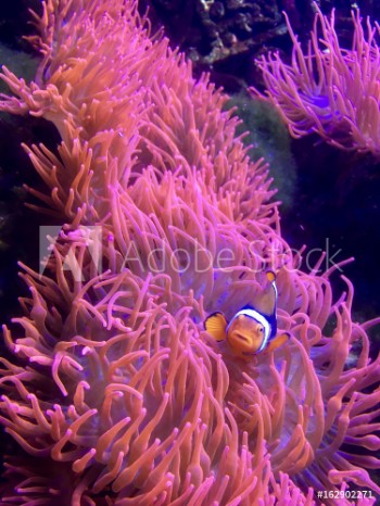 Picture of Clownfisch schaut aus Koralle